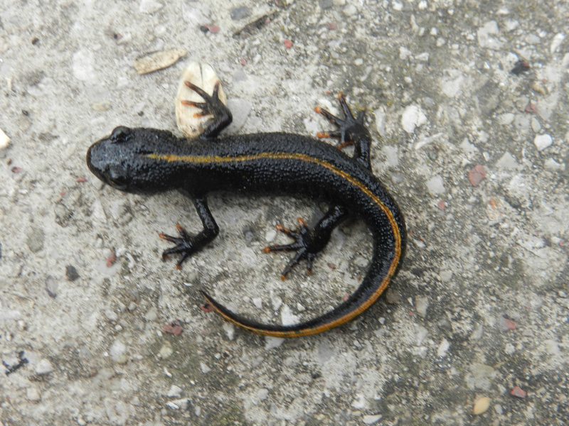 salamandra dalla livrea bellissima!!! Triturus carnifex